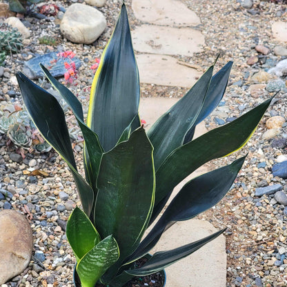 Sansevieria 'Superba Fabi' Snake Plant - 6 Inch Assorted - Succulent - DesertScapeSucculent