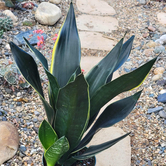 Sansevieria 'Superba Fabi' Snake Plant - 6 Inch Assorted - Succulent - DesertScapeSucculent