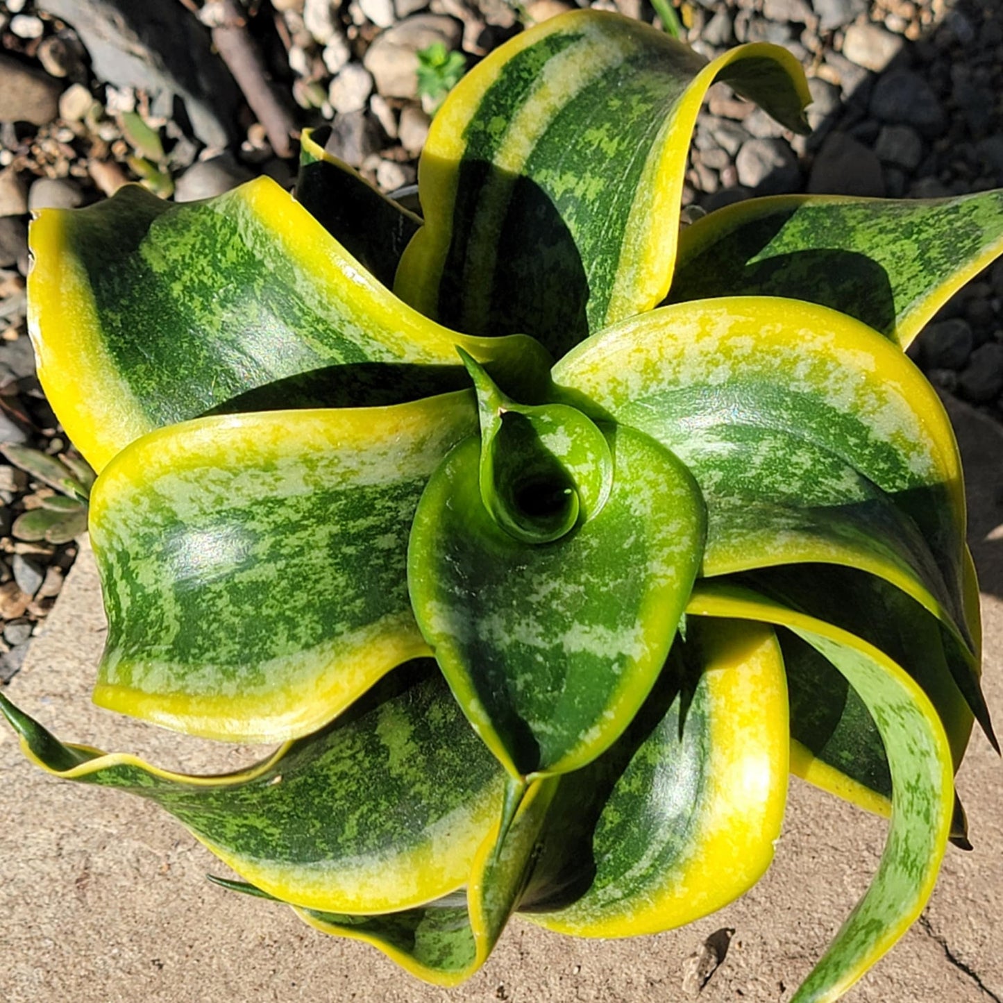 DesertScapeSucculent Succulent 4" Assorted Sansevieria 'Tornado'