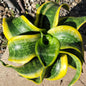 Sansevieria 'Tornado' - 4 Inch Assorted - Succulent - DesertScapeSucculent