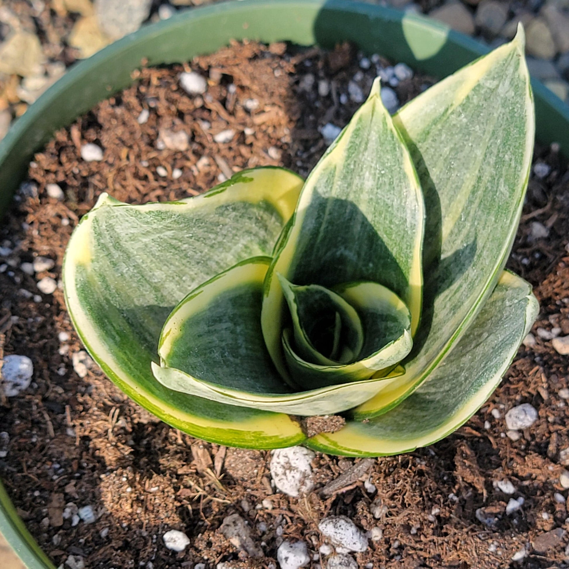 sansevieria trifasciata golden hahnii Sansevieria trifasciata 'Golden Hahnii' – DesertScapeSucculent