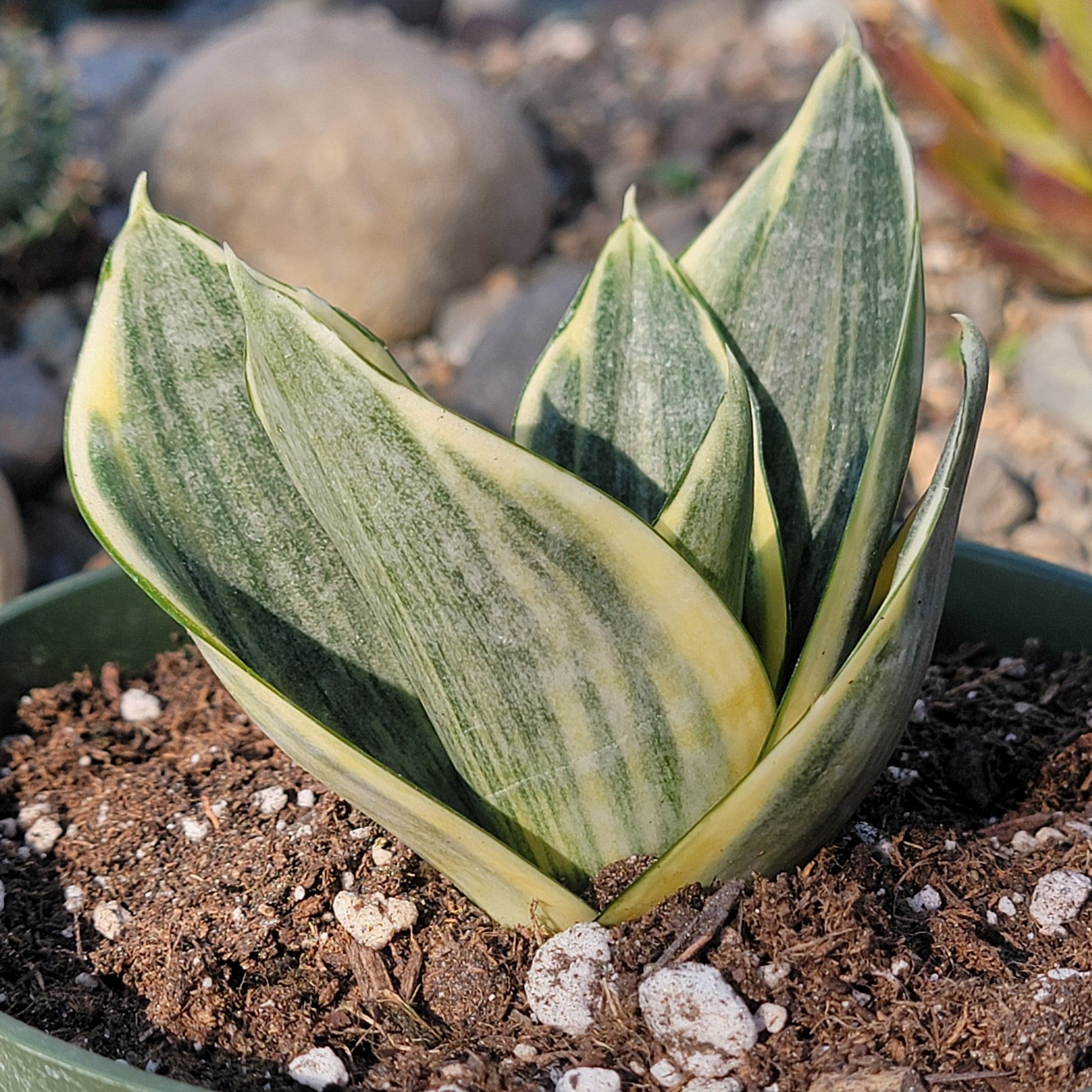 DesertScapeSucculent Succulent 6" Assorted Sansevieria trifasciata ‘Golden Hahnii’