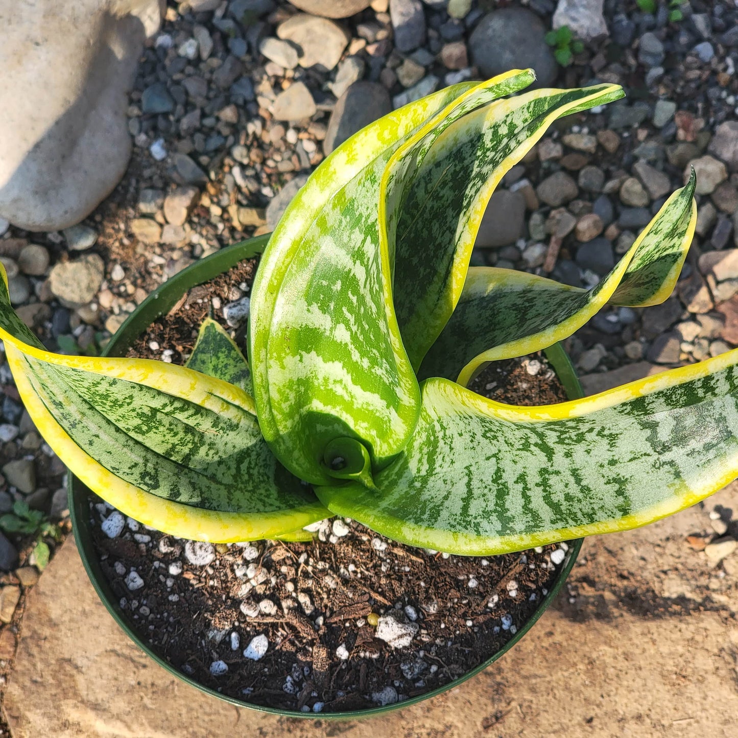 DesertScapeSucculent Succulent Sansevieria 'Twist' Snake Plant