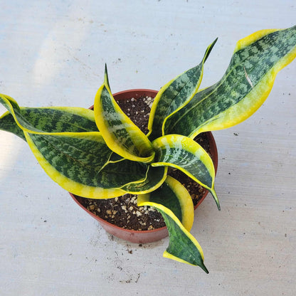 Sansevieria 'Twist' Snake Plant - 6 Inch Assorted - Succulent - DesertScapeSucculent