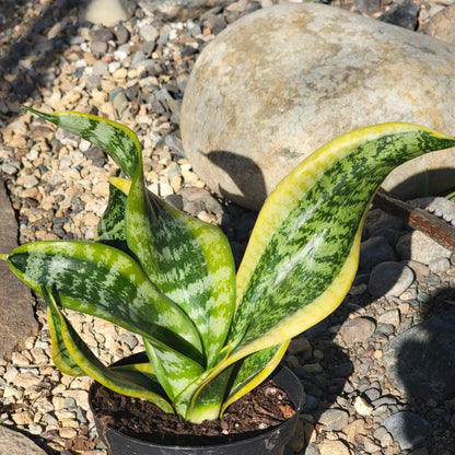 DesertScapeSucculent Succulent 4" Assorted Sansevieria 'Twist' Snake Plant