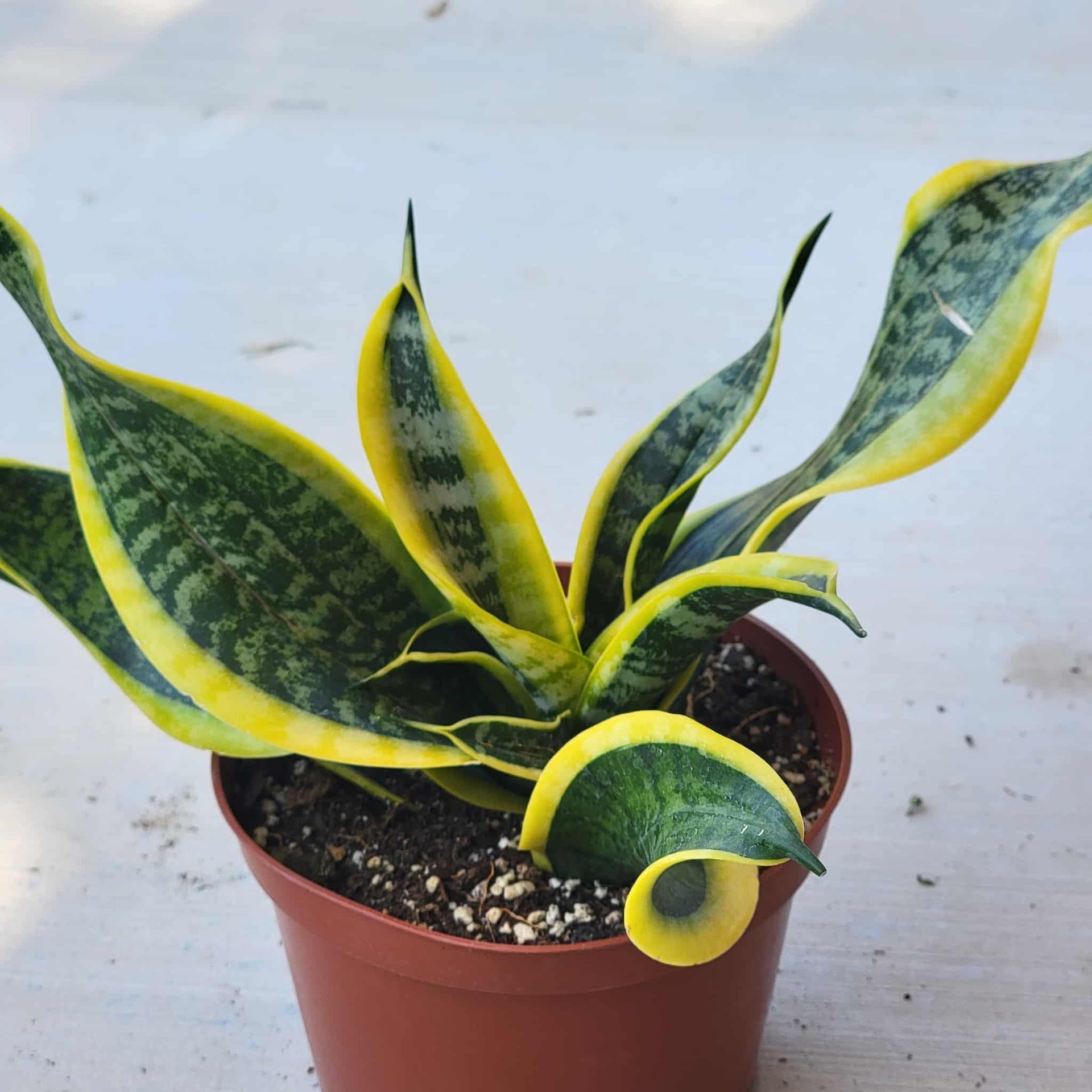 Sansevieria 'Twist' Snake Plant – DesertScapeSucculent