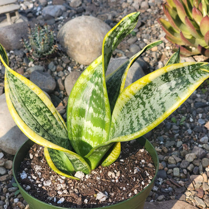 DesertScapeSucculent Succulent 6" Assorted Sansevieria 'Twist' Snake Plant