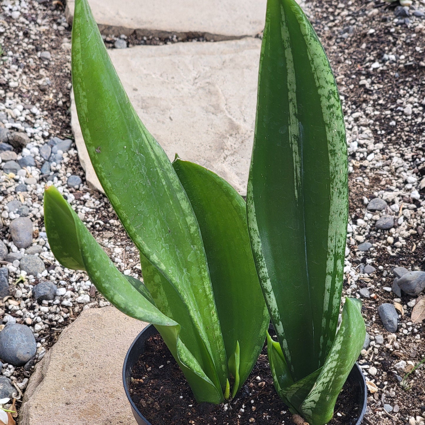 Sansevieria 'Whitney'