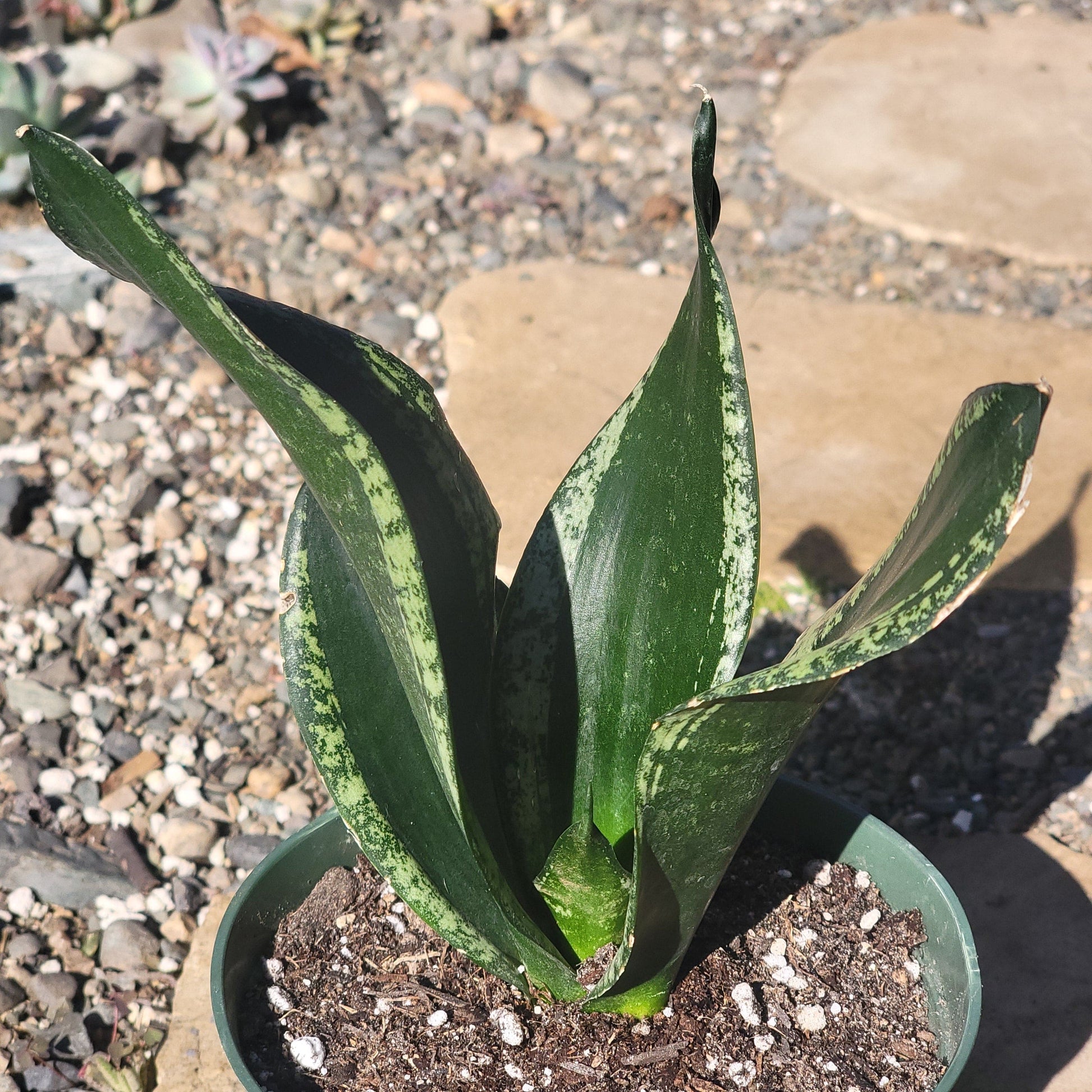 DesertScapeSucculent Succulent 6" Assorted Sansevieria 'Whitney'