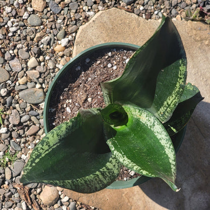 DesertScapeSucculent Succulent 6" Assorted Sansevieria 'Whitney'