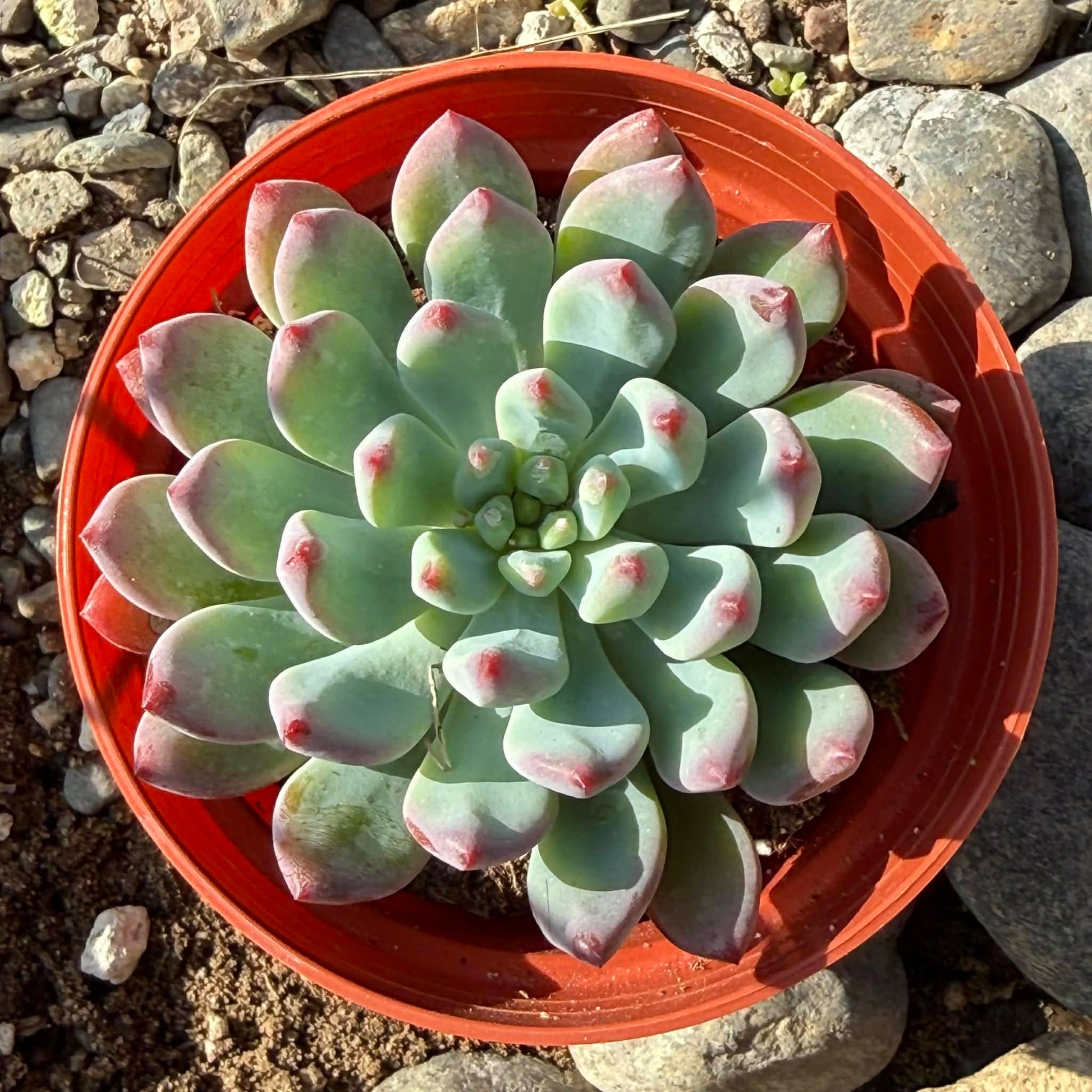 DesertScapeSucculent Succulent 4 Inch Sedeveria 'Blue Elf'