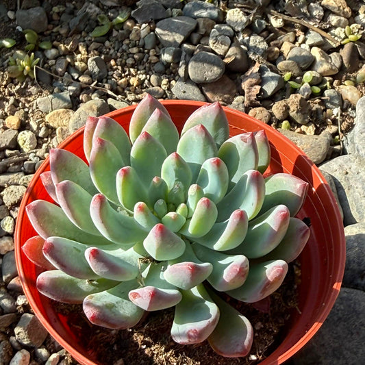 DesertScapeSucculent Succulent 4 Inch Sedeveria 'Blue Elf'