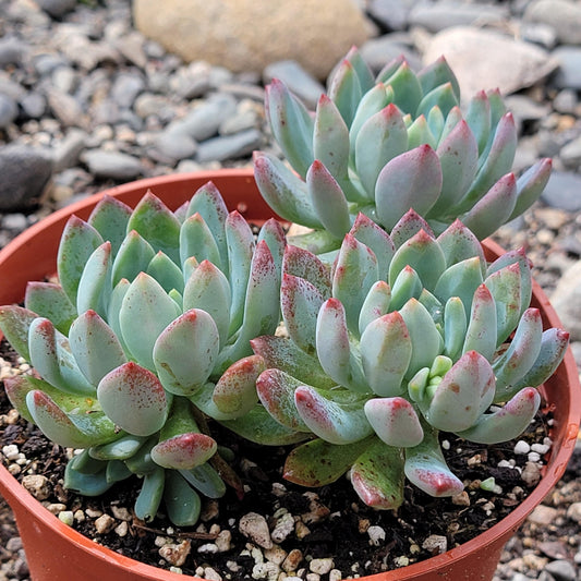 Sedeveria 'Elfo Azul'