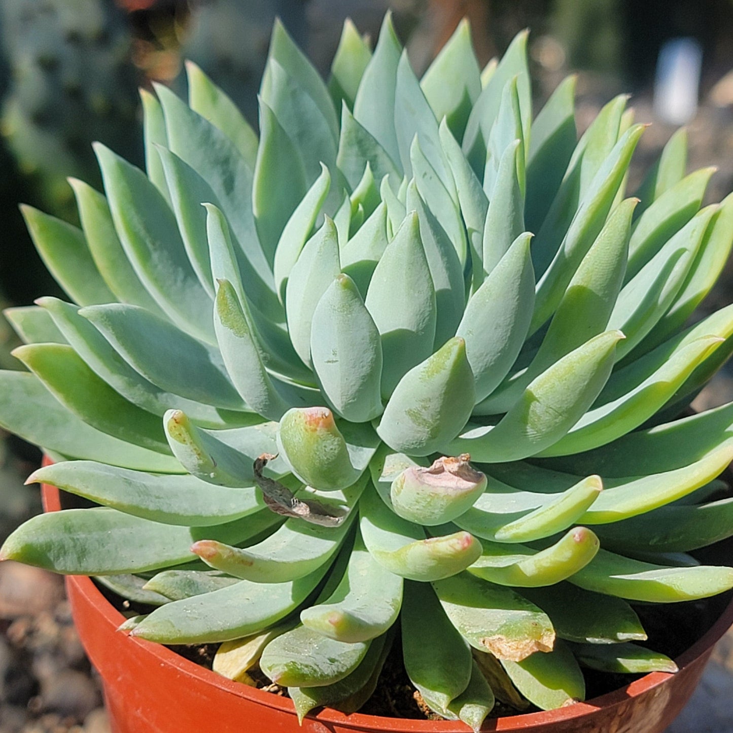 DesertScapeSucculent Succulent 4" Assorted Sedeveria 'Fanfare'