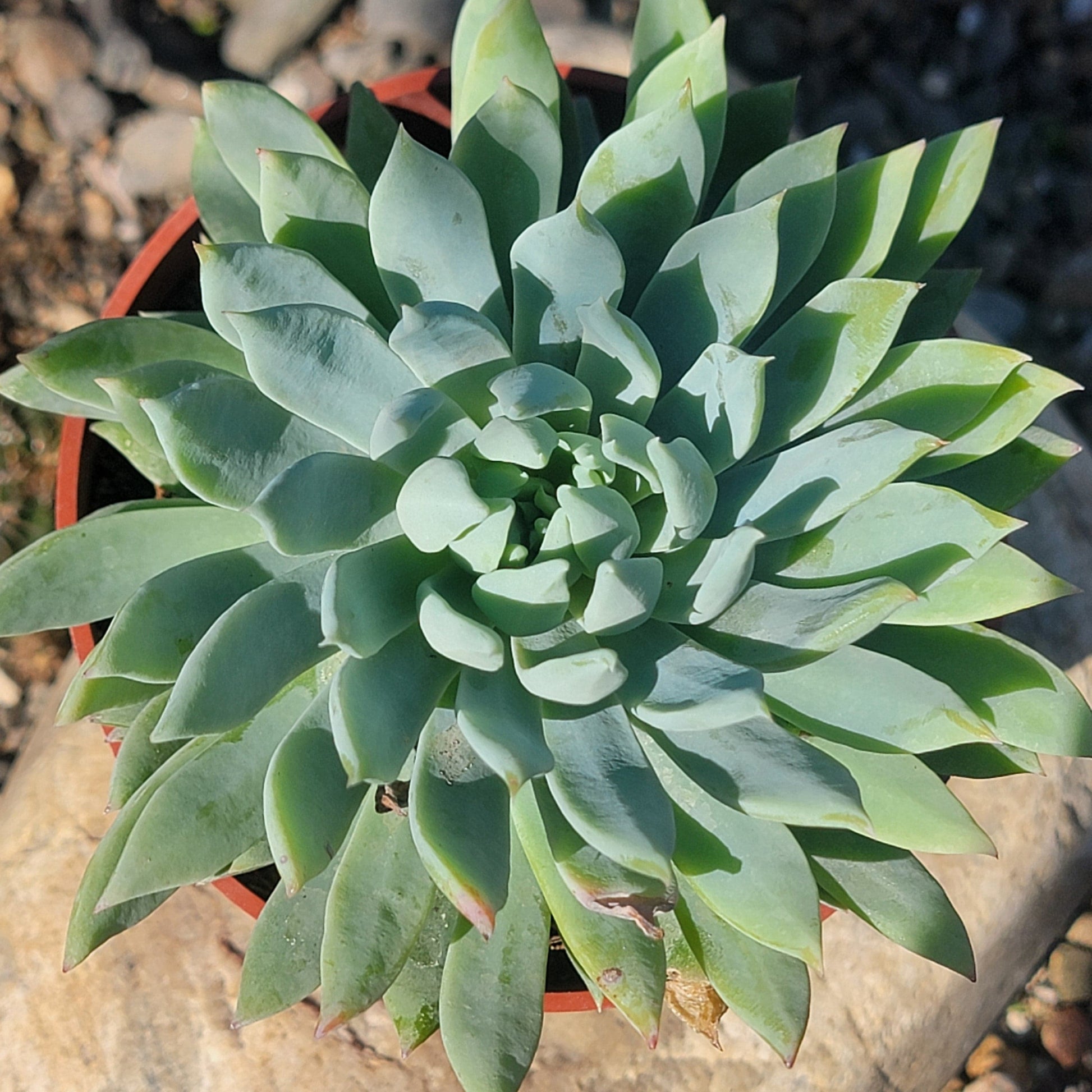 DesertScapeSucculent Succulent 4" Assorted Sedeveria 'Fanfare'