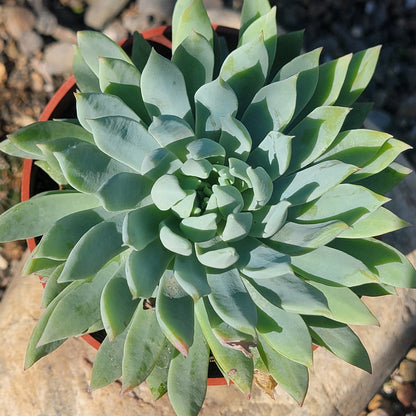 DesertScapeSucculent Succulent 4" Assorted Sedeveria 'Fanfare'