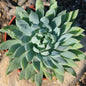 Sedeveria 'Fanfare' - 4 Inch - Succulent - DesertScapeSucculent