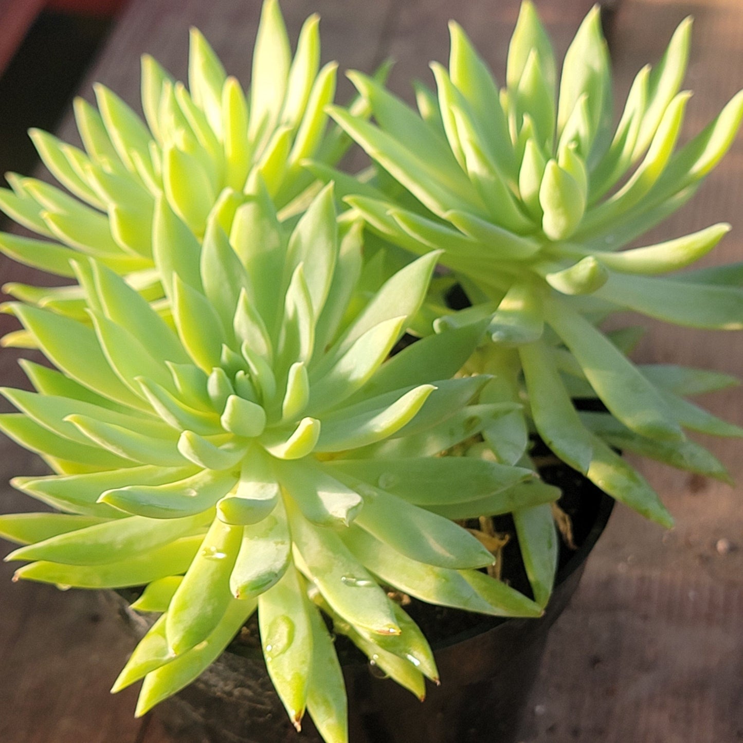 Sedeveria 'Fanfare'