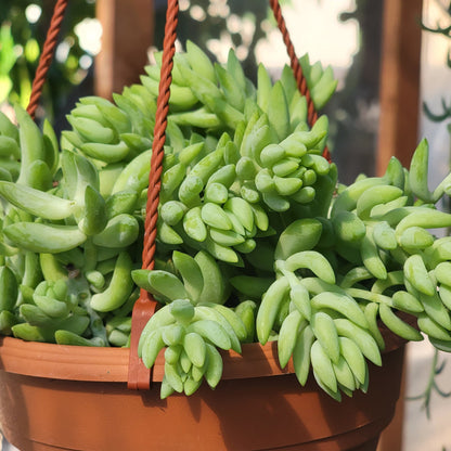 Sedeveria 'Harry Butterfield' 'Super Donkey Tail'