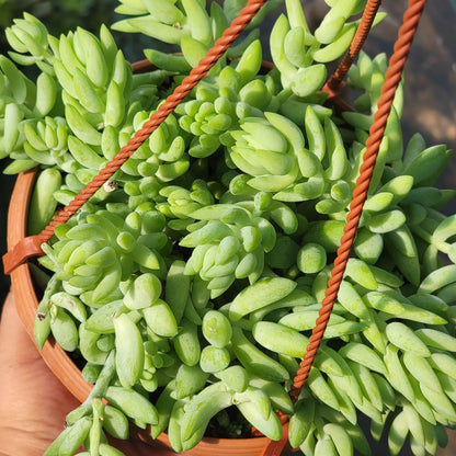 Sedeveria 'Harry Butterfield' 'Super Donkey Tail'