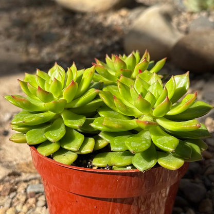 sedeveria hybrid succulent Sedeveria 'Letizia' – DesertScapeSucculent