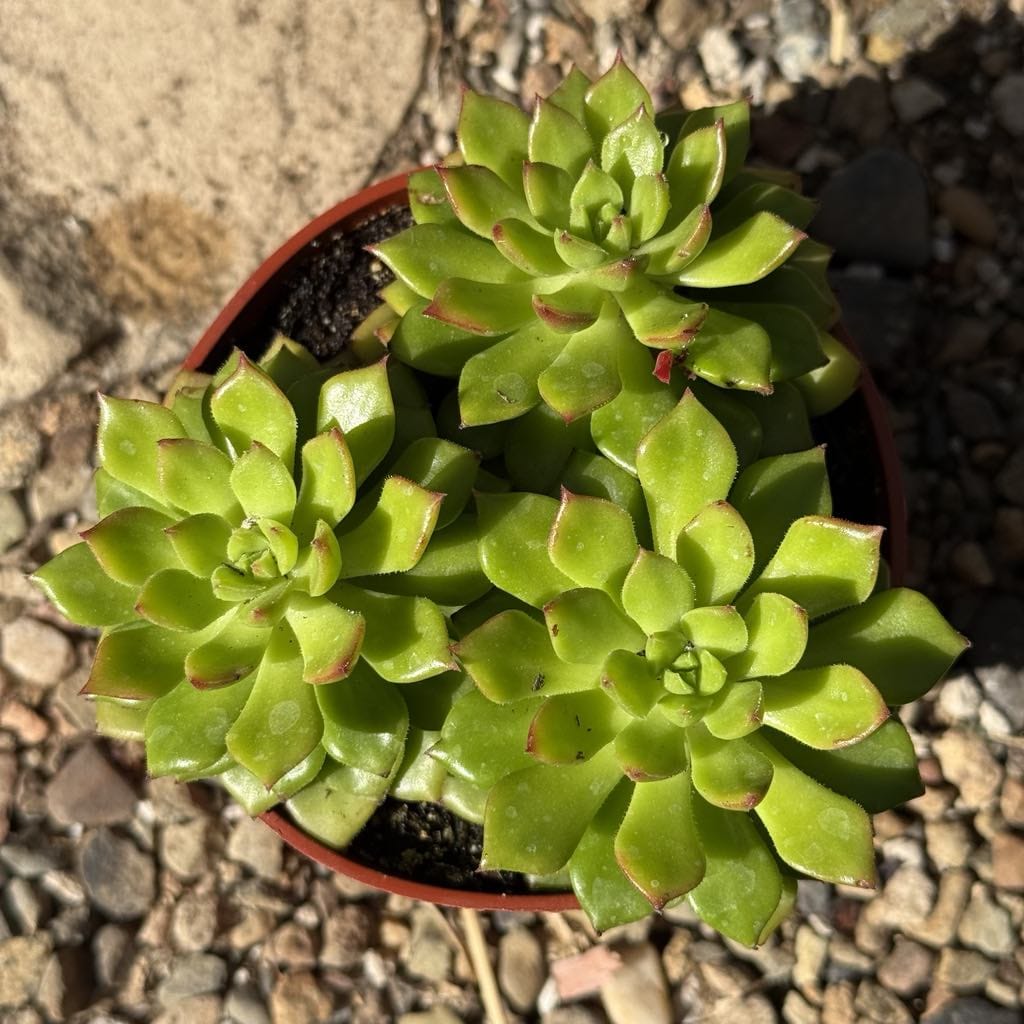 succulent letizia Sedeveria 'Letizia'