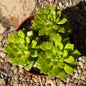 Sedeveria 'Letizia' - 4" Assorted - Succulent - DesertScapeSucculent