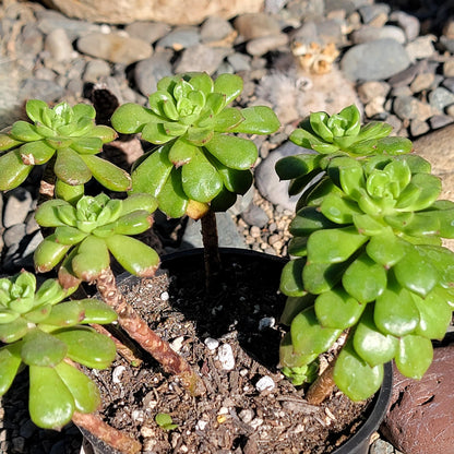 DesertScapeSucculent Succulent 4" Assorted Cluster Sedeveria 'Letizia'