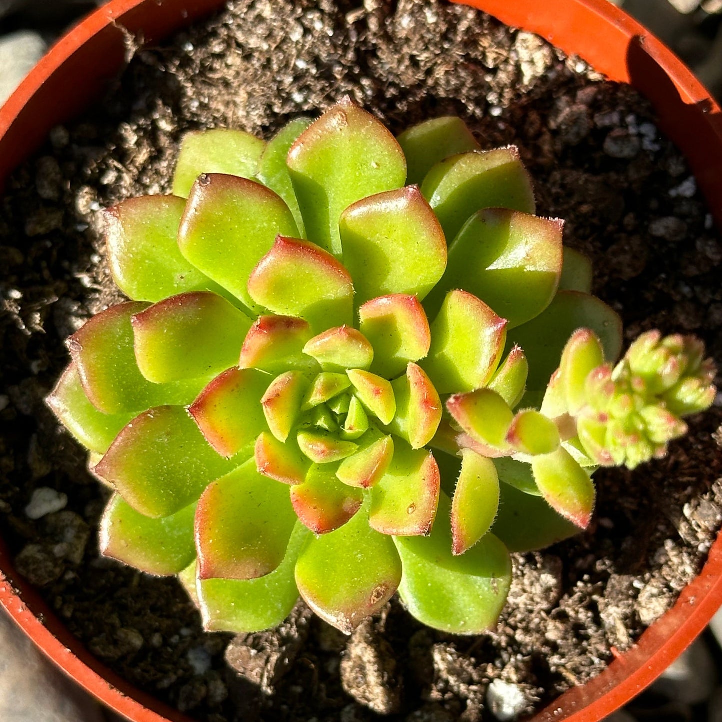 Sedeveria 'Letizia'