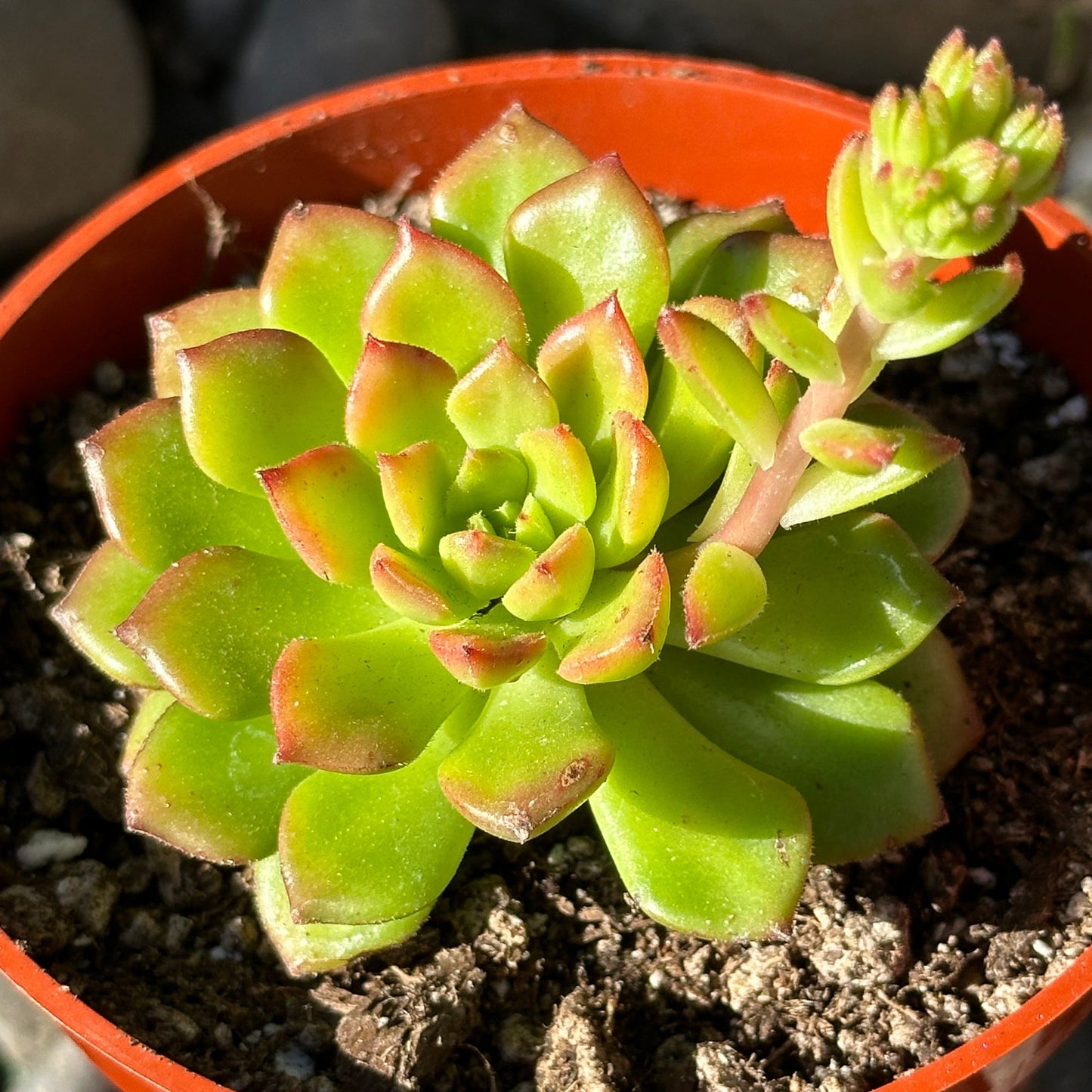 Sedeveria 'Letizia'