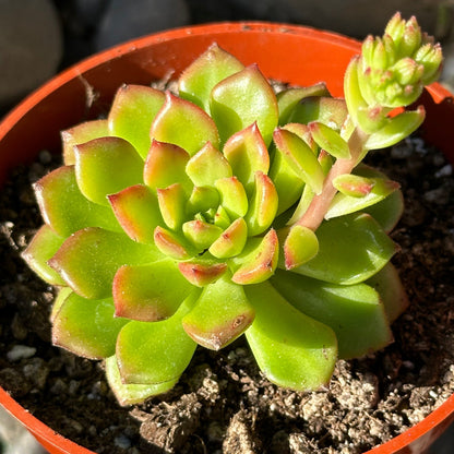 Sedeveria 'Letizia'