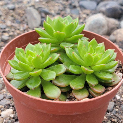 Sedeveria 'Letizia'