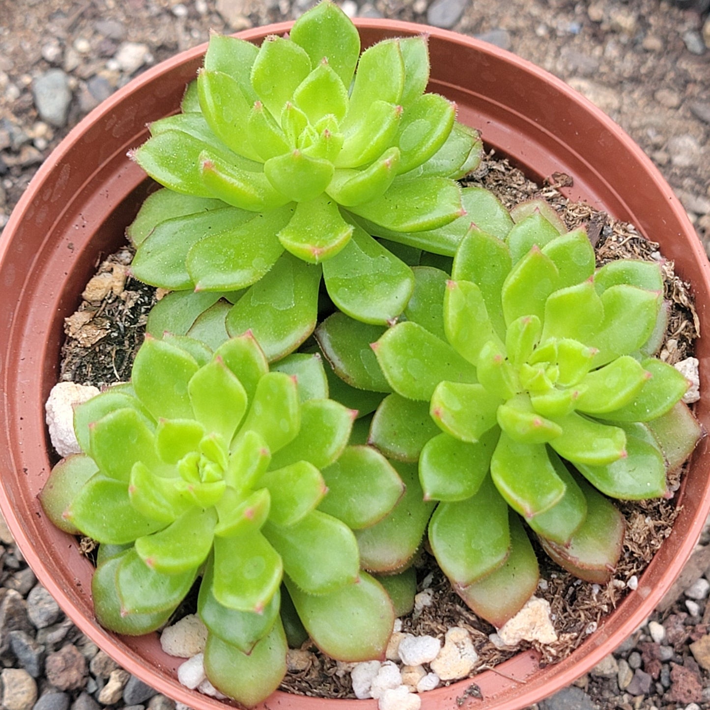 Sedeveria 'Letizia'