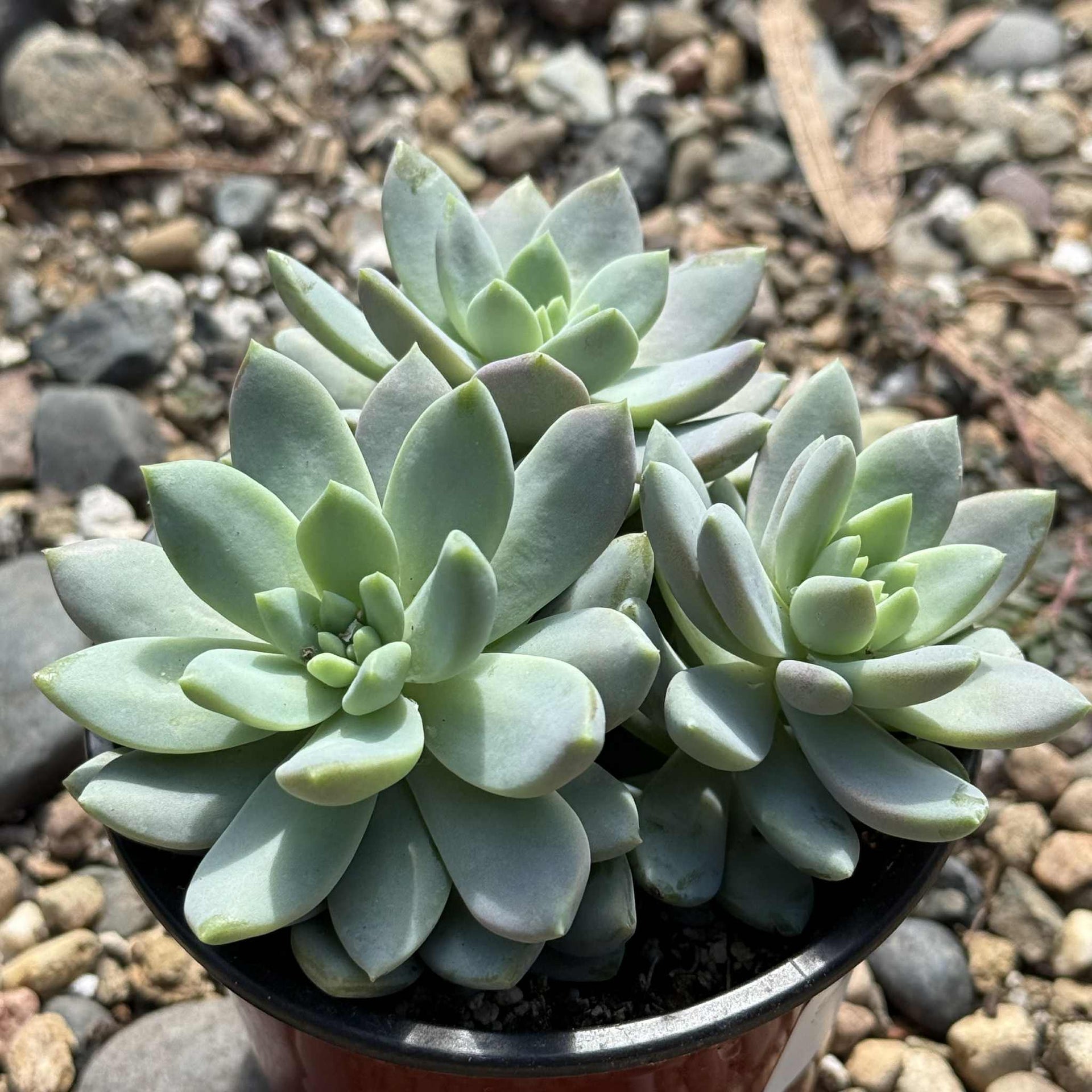 Sedeveria 'Lilac Mist'