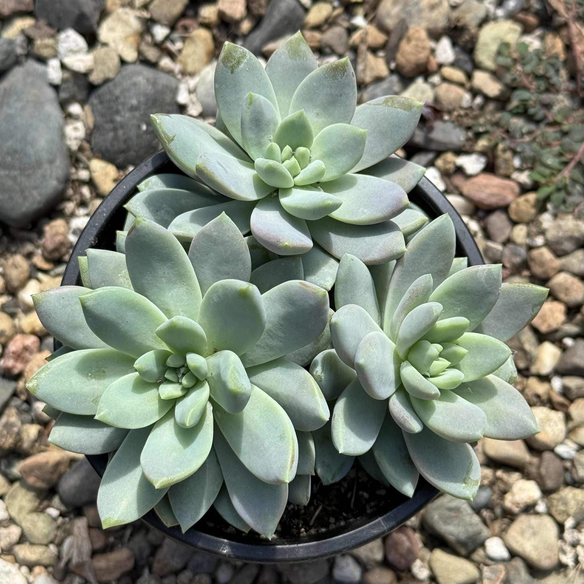 lilac mist succulent Sedeveria 'Lilac Mist'