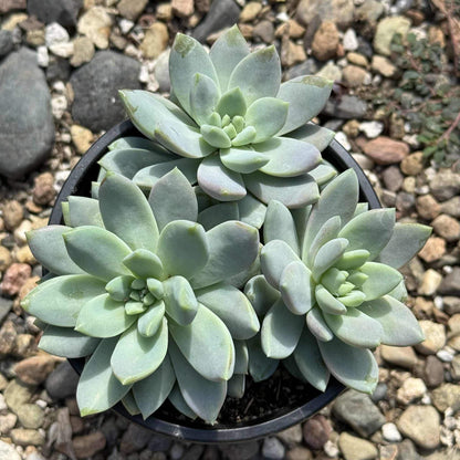 Sedeveria 'Lilac Mist' - 4 Inch Assorted - Succulent - DesertScapeSucculent