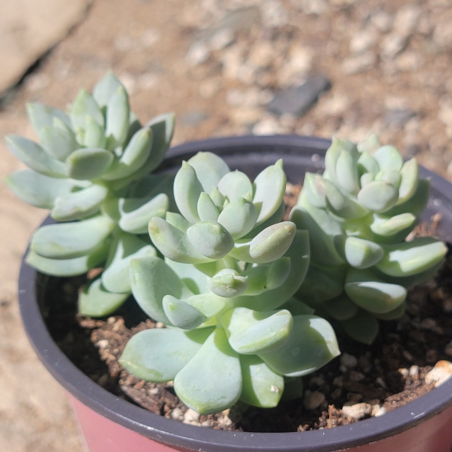 Sedeveria 'Lilac Mist'