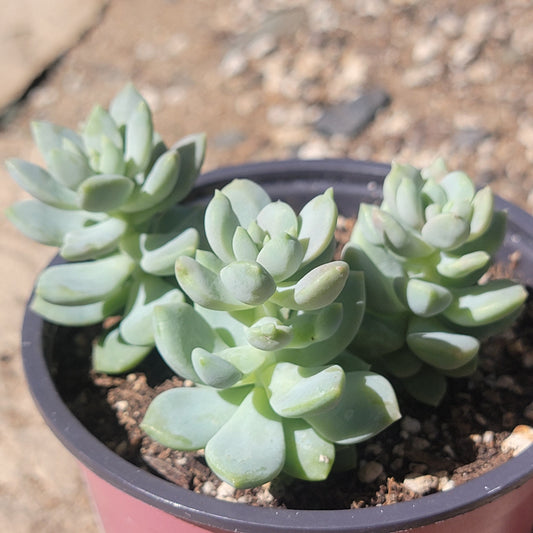 Sedeveria 'Lilac Mist' Doble