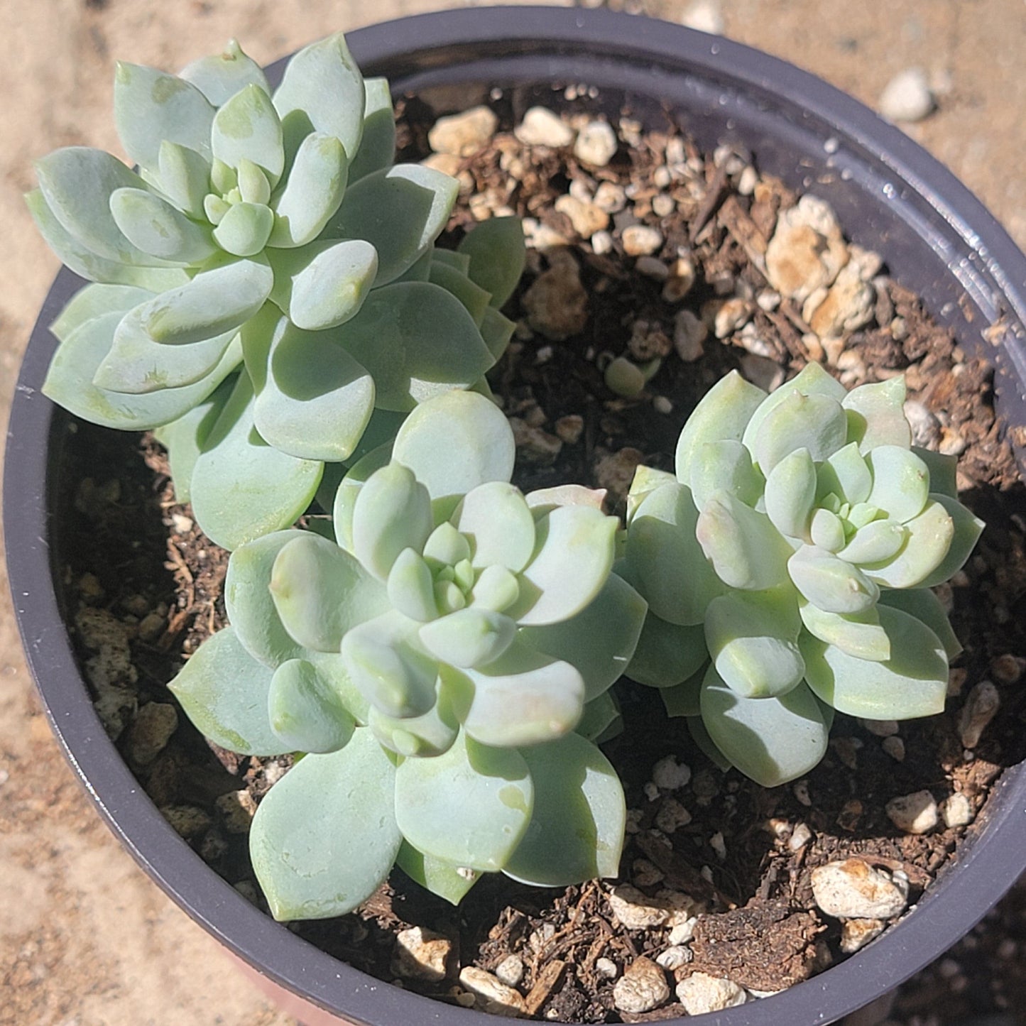 Sedeveria 'Lilac Mist'