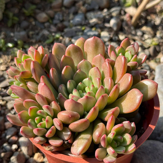 DesertScapeSucculent Succulent 4 Inch Sedeveria 'Pink Ruby'
