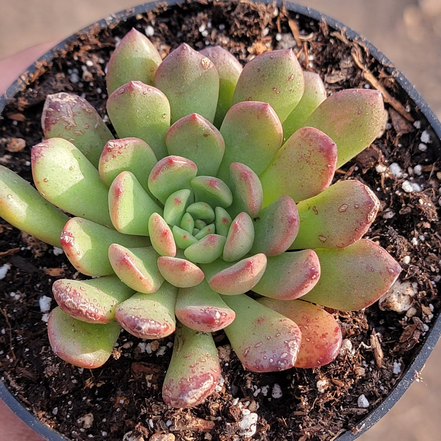 Sedeveria 'Pink Ruby' Succulente coréenne