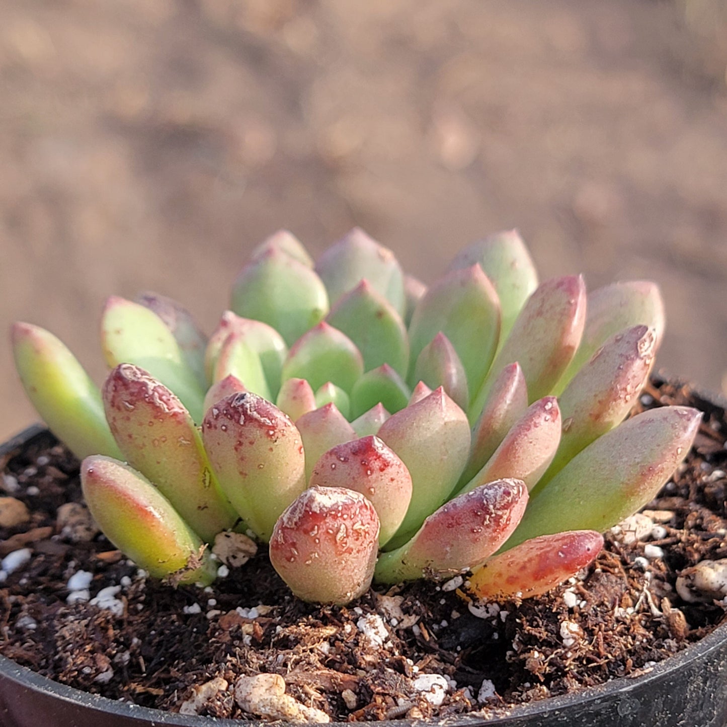 Sedeveria 'Pink Ruby' Succulente coréenne