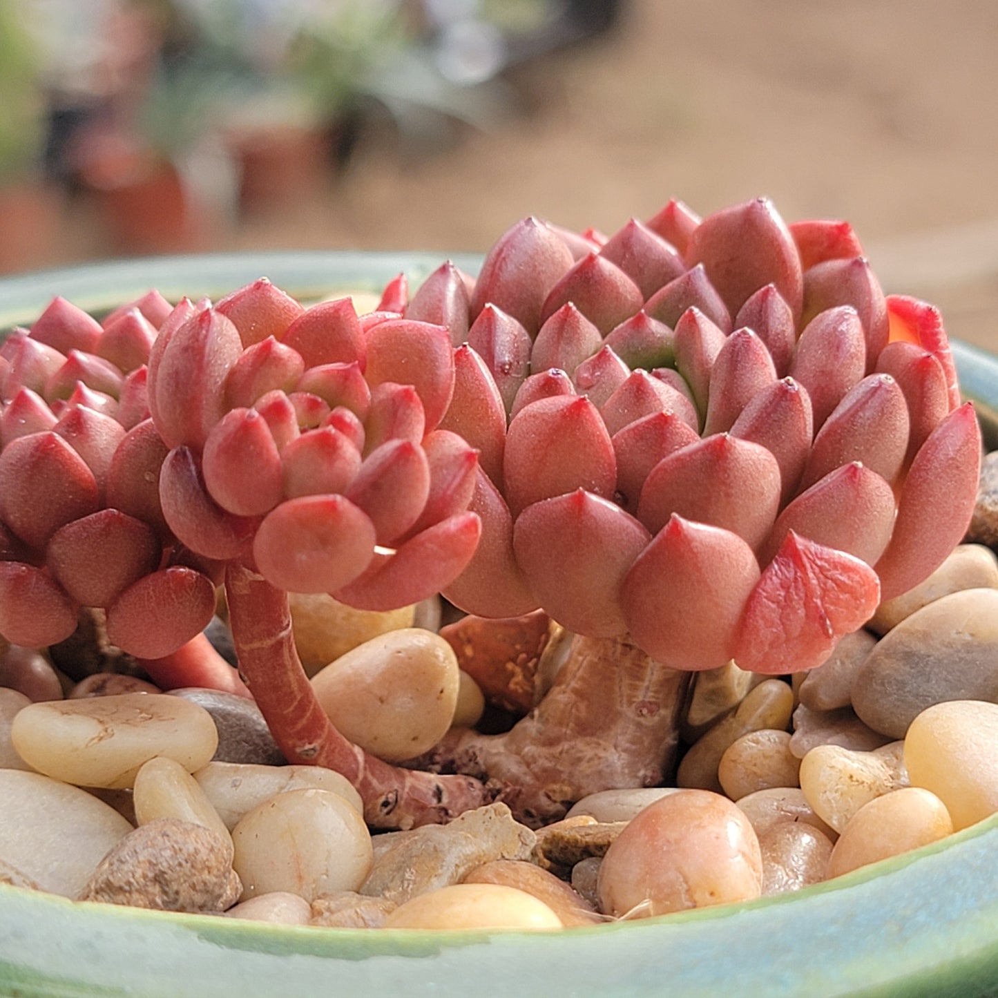 Sedeveria 'Pink Ruby'