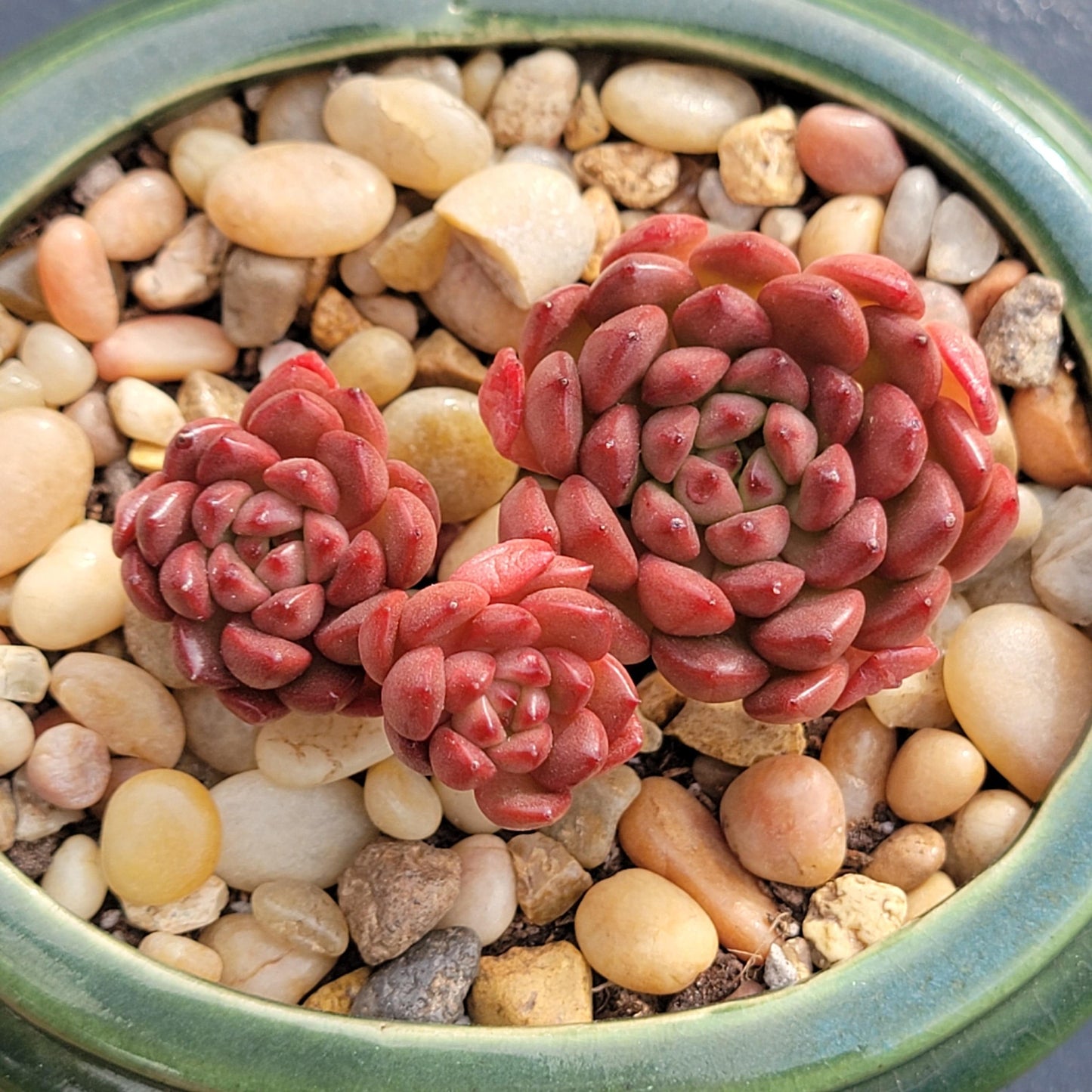 Sedeveria 'Pink Ruby' Suculenta coreana