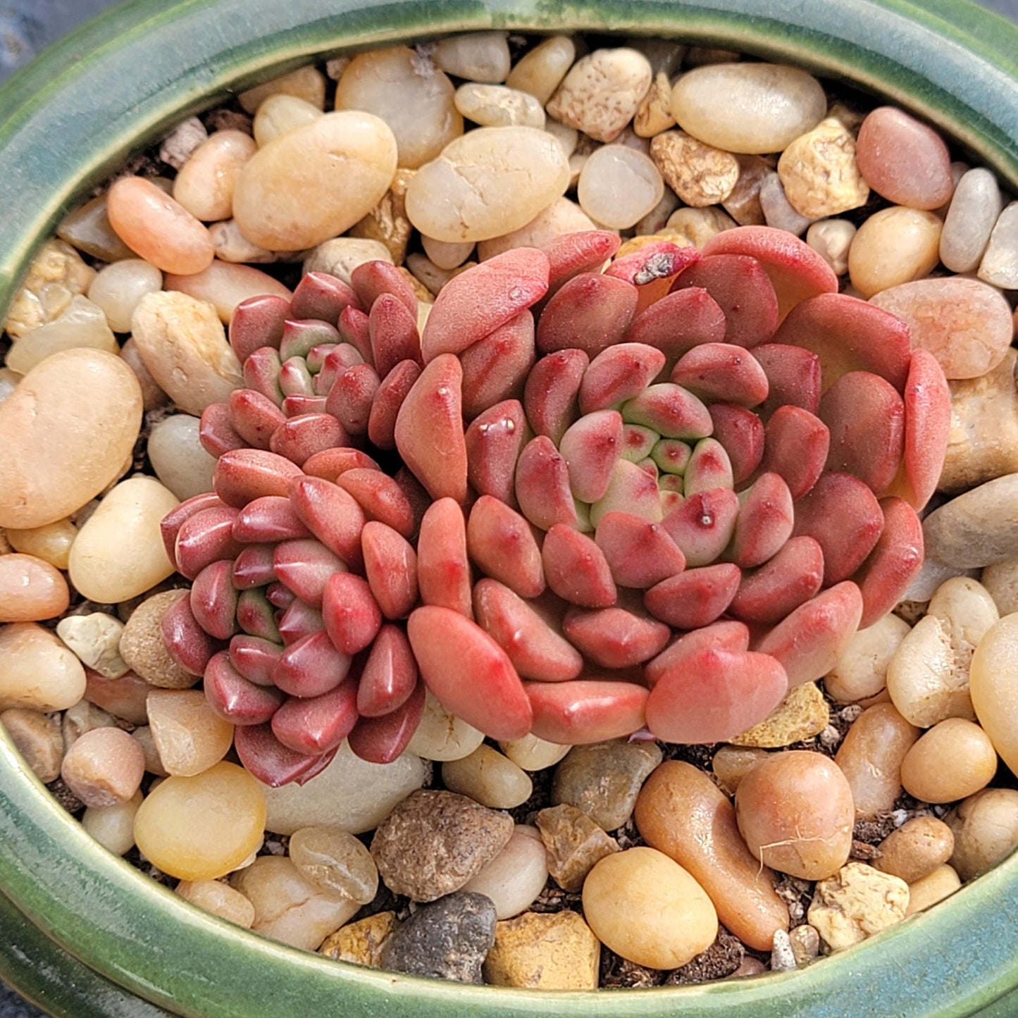 Sedeveria 'Pink Ruby' Succulente coréenne