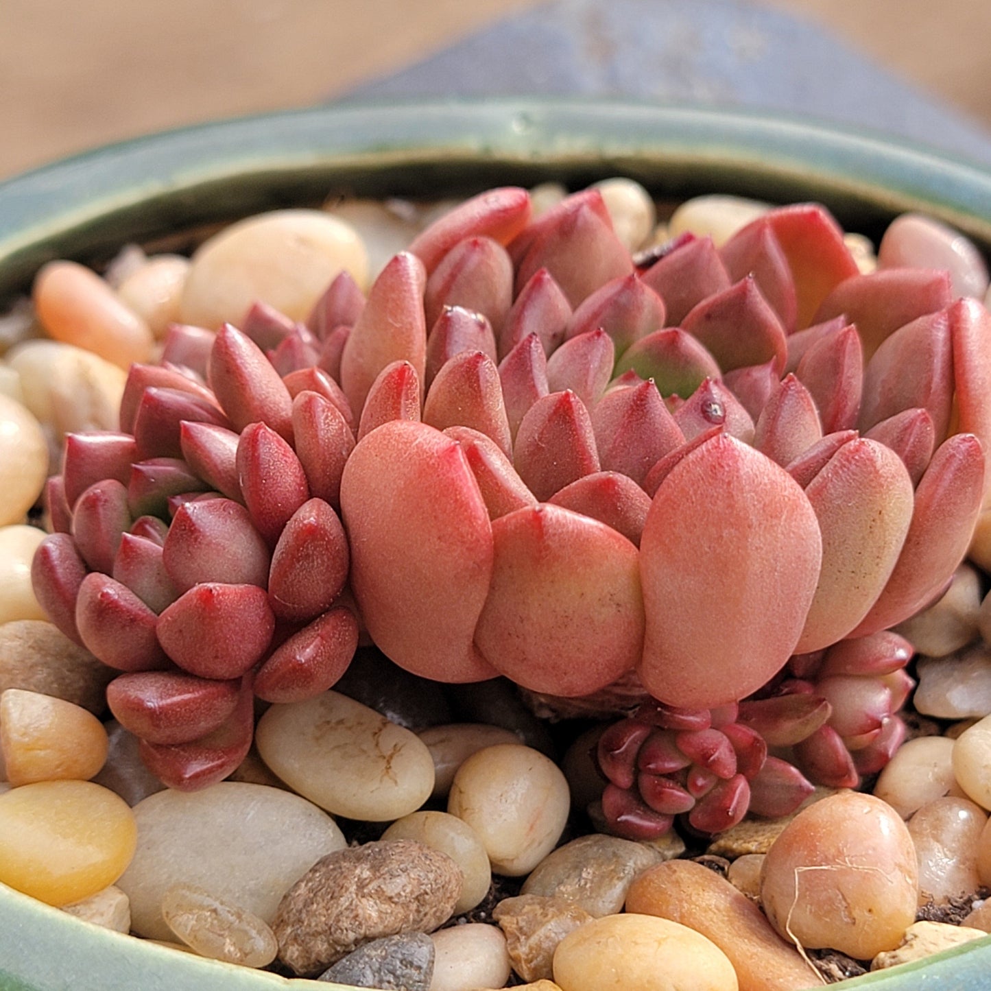 Sedeveria 'Pink Ruby' Succulente coréenne