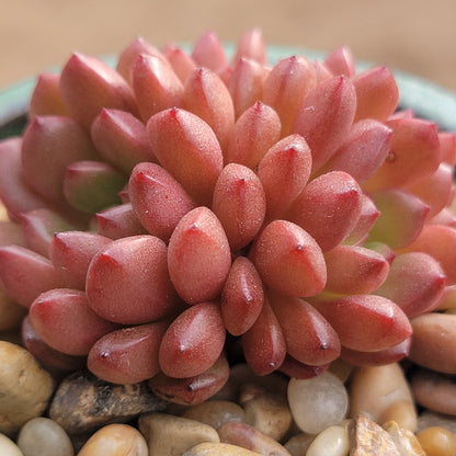 Sedeveria 'Pink Ruby' Succulente coréenne