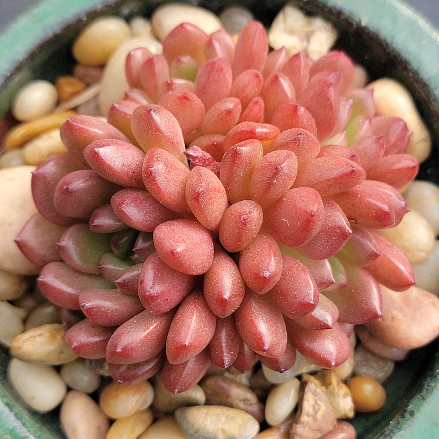 Sedeveria 'Pink Ruby' Succulente coréenne