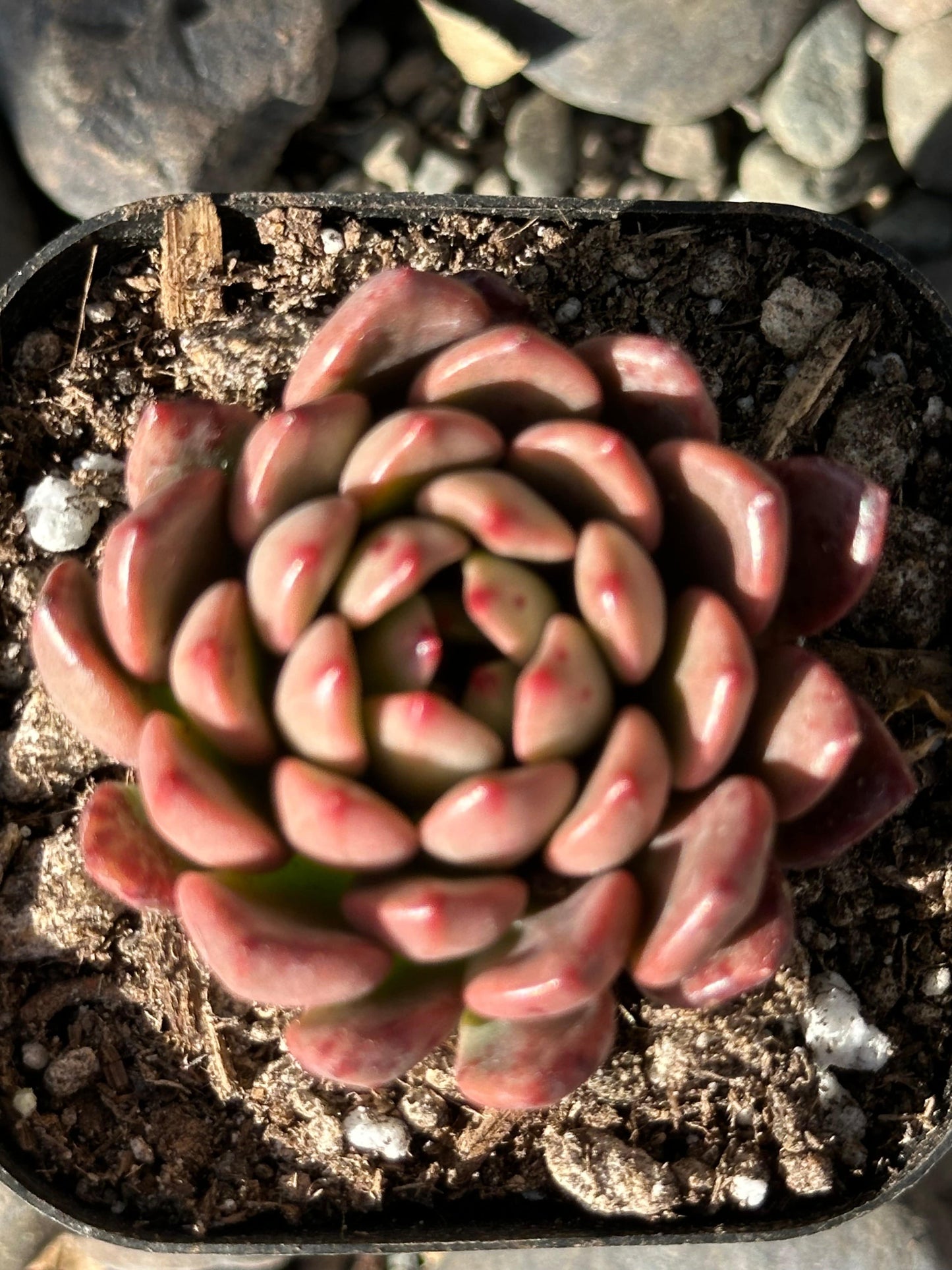 Sedeveria 'Pink Ruby' Succulente coréenne