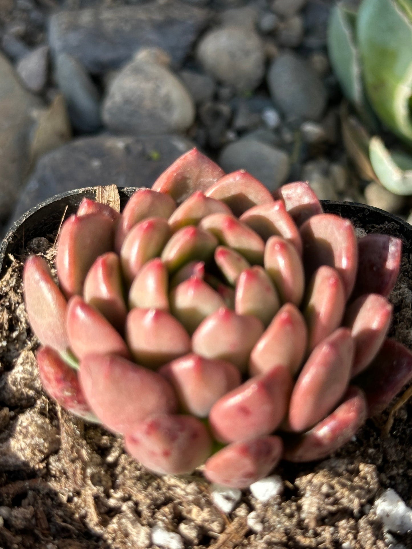 Sedeveria 'Pink Ruby' Succulente coréenne